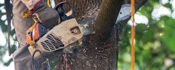 Lakeview, OH Tree Services Company